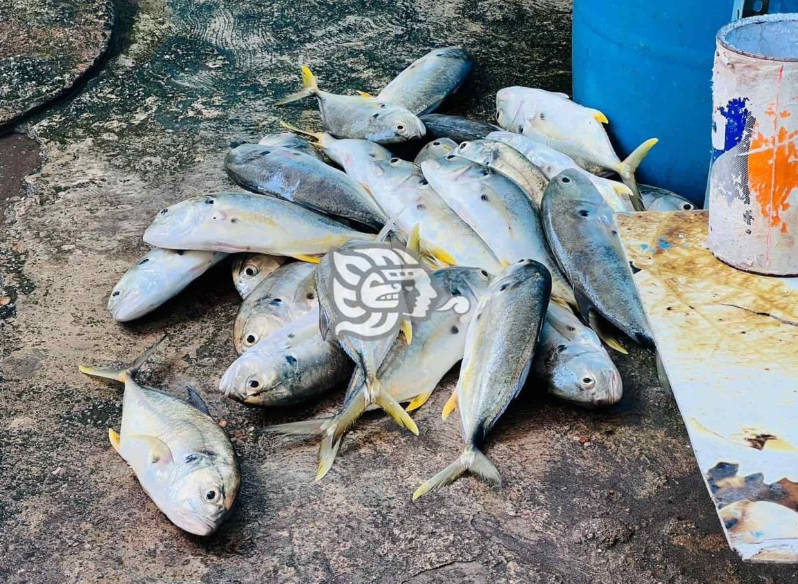 Hasta en un 70 por ciento ha repuntado la pesca durante el mes de abril en Coatzacoalcos