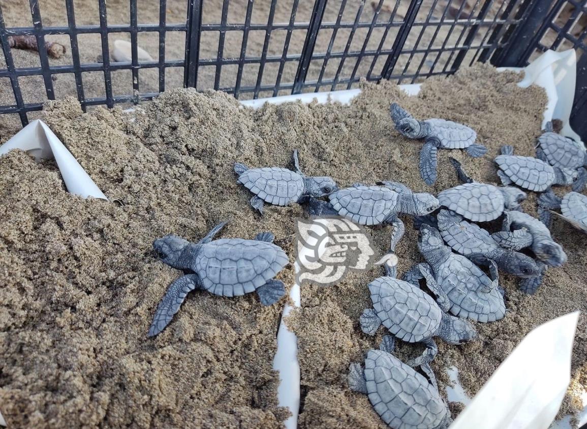 Caretta MX continúa preservando a las tortugas en el sur de Veracruz