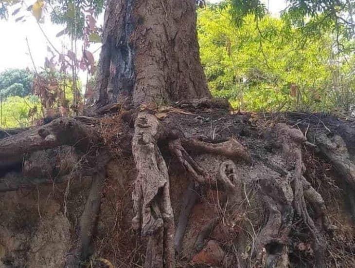 Piden protección de un antiguo árbol con raíces expuestas