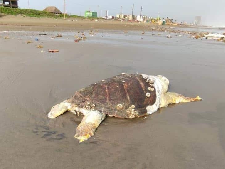 Hallan tortuga muerta en playa de Coatzacoalcos (´+Video)