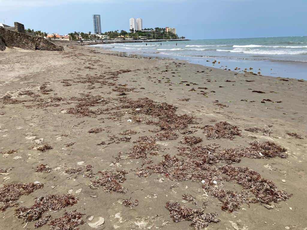 Presencia de sargazo en playa de Boca del Río (+Video)