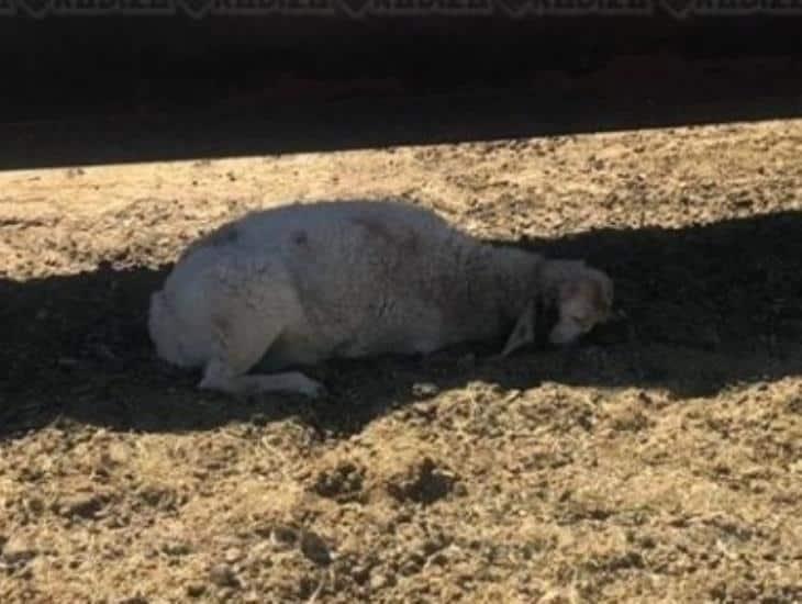 ¡Perros asesinos!: matan a 38 borregos en Tierra Blanca