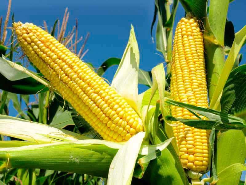 Advierten grave disminución de producción de maíz en Veracruz