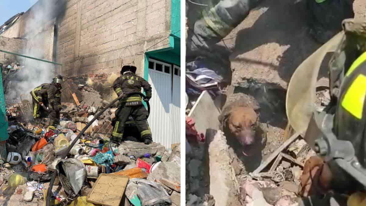 Bomberos rescatan a lomitos de entre los escombros tras una explosión de gas en la alcaldía de Iztapalapa