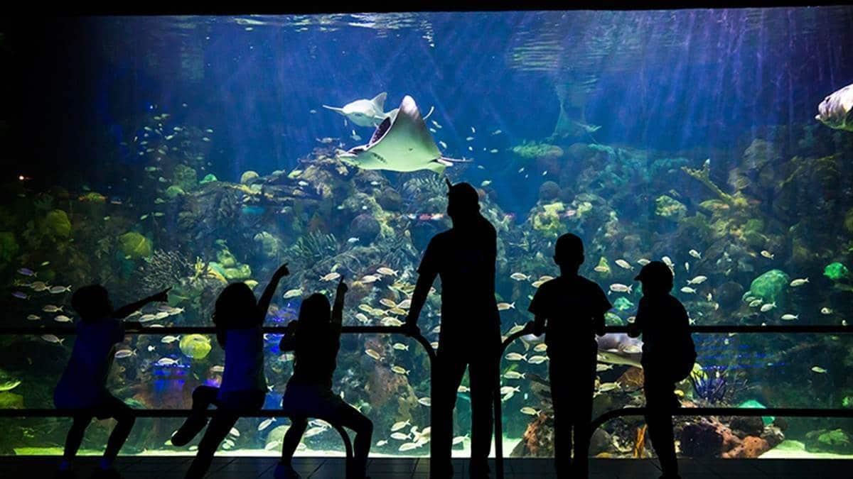 Aquarium de Veracruz generó más de 63 millones de pesos en 11 meses