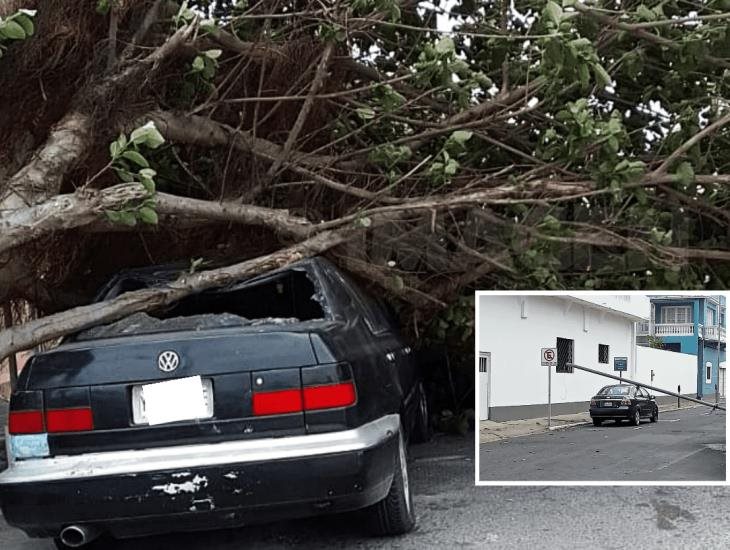 ¡El poder de la madre naturaleza!, fuertes vientos derriban árboles y estructuras en Veracruz