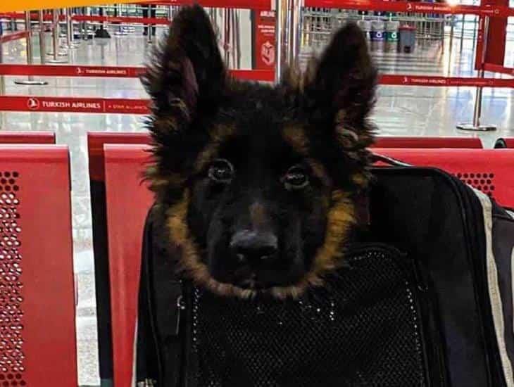 ¡Ya está aquí! Llega a México cachorro donado por Turquía tras muerte de Proteo