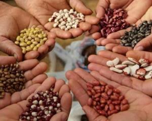 Sedarpa deberá pagar millones de pesos por semillas adquiridas en 2010