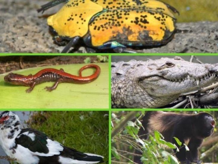Coveicydet y Aquarium se unen por la protección y conservación las especies en la región