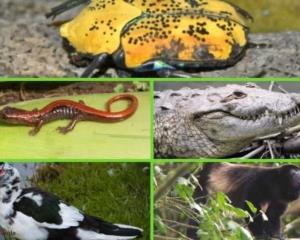 Coveicydet y Aquarium se unen por la protección y conservación las especies en la región