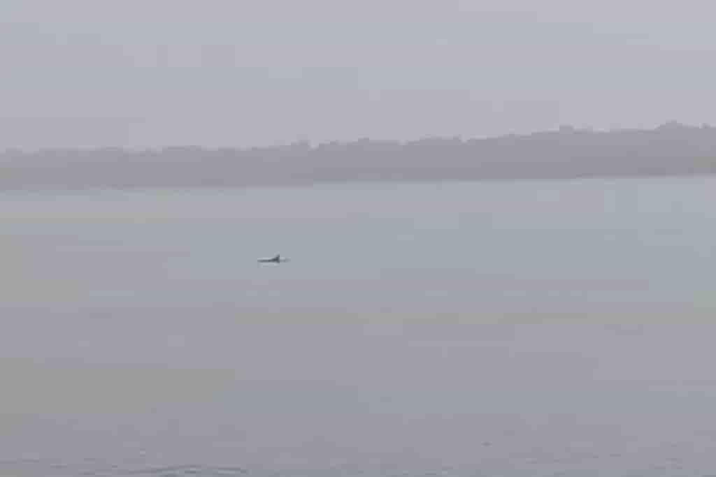 Delfines en Playa Regatas llama la atención de veracruzanos (+video)