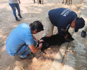 Vacunan a agentes caninos de la Policía de Coatzacoalcos