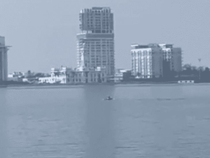 Por segunda vez, otro delfín es visto cerca del puerto de Veracruz
