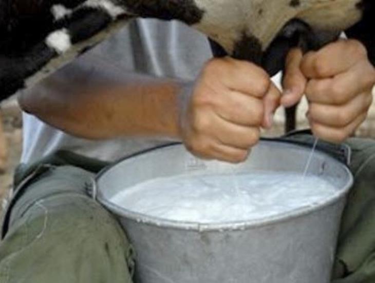 Producción de leche disminuye hasta un 50% en zonas de Veracruz
