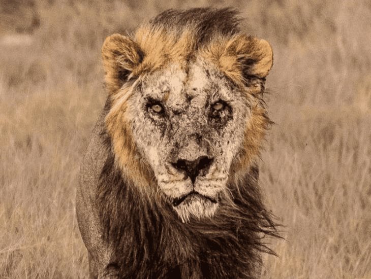 Pastores en Kenia, matan a Loonkito, el león en libertad más viejo de África