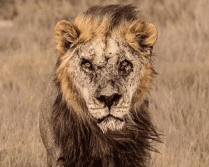 Pastores en Kenia, matan a Loonkito, el león en libertad más viejo de África
