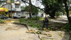 Tormenta dejó 6 árboles caídos en Coatza: PC