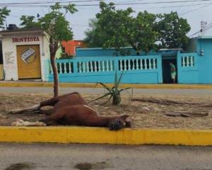 ¿Fue el cansancio? Fallece y abandonan a caballo durante festividades a San Isidro en villa Allende
