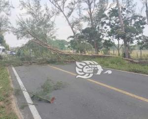 Cae árbol y cierra circulación de la carretera Las Choapas-Cuichapa