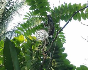 En peligro reproducción de iguanas en el sur de Veracruz