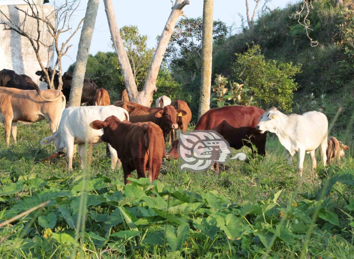 Roban más de 20 cabezas de ganado en límites de Veracruz y Tabasco