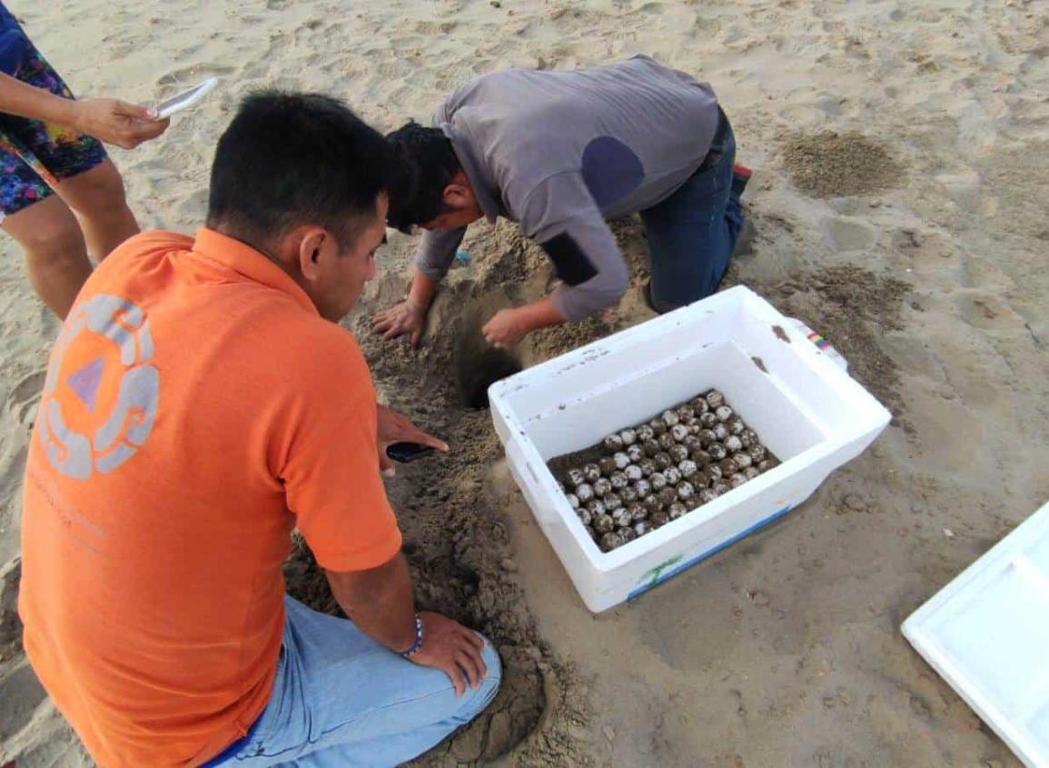 Tortuga desova 105 huevos en playas de Coatzacoalcos