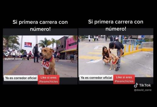 ´El chicles´, el perro maratonista que está rompiendo las redes (+Video)