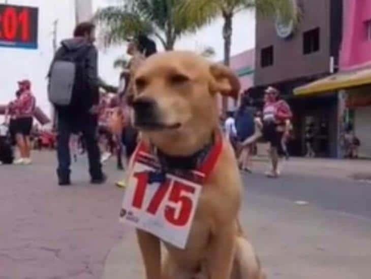 ´El chicles´, el perrito maratonista se hizo viral en redes (+Video)
