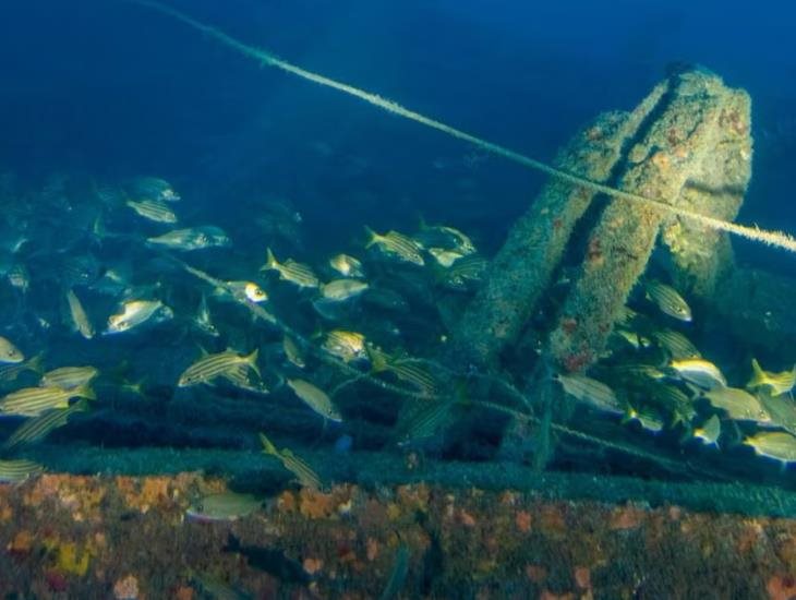 ¡Descubren nuevo arrecife en el Golfo de México!; cuenta con 80 metros de profundidad