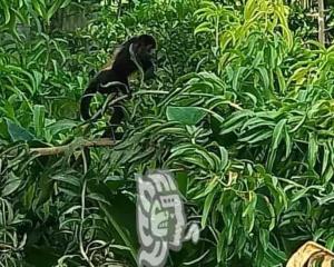 Merodean par de monos en Nuevo Teapa