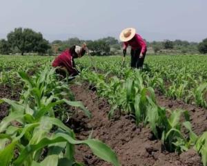 Ceniza del Popocatépetl arruinó la mitad de los cultivos en Puebla