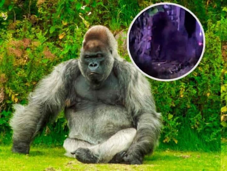 ¡Alerta en Hidalgo! Gorila suelto genera temor en la población de Villa de Tezontepec (+Video)