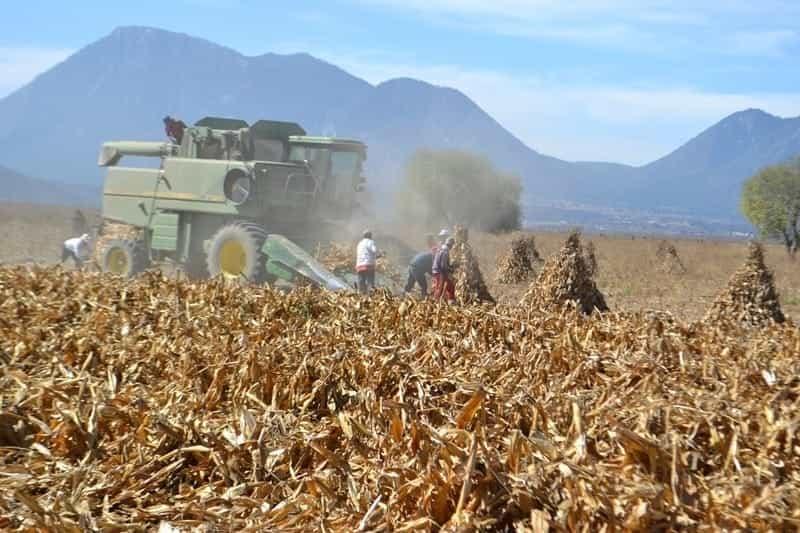 Inseguridad no es principal problema para sector agropecuario en Veracruz