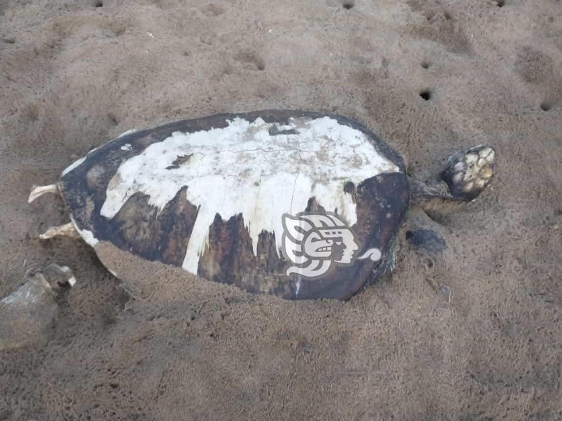 Encuentran dos tortugas muertas en la playa de Tonalá