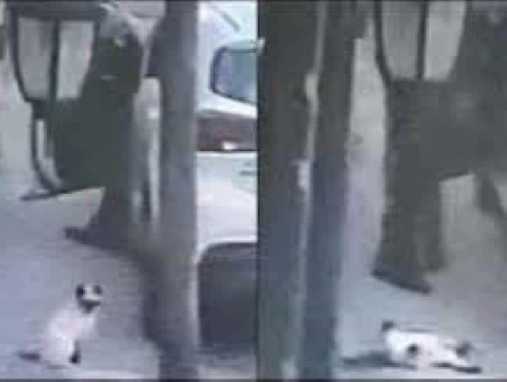 Tlalnepantla: Hombre mata a un gato de un disparo a la cabeza