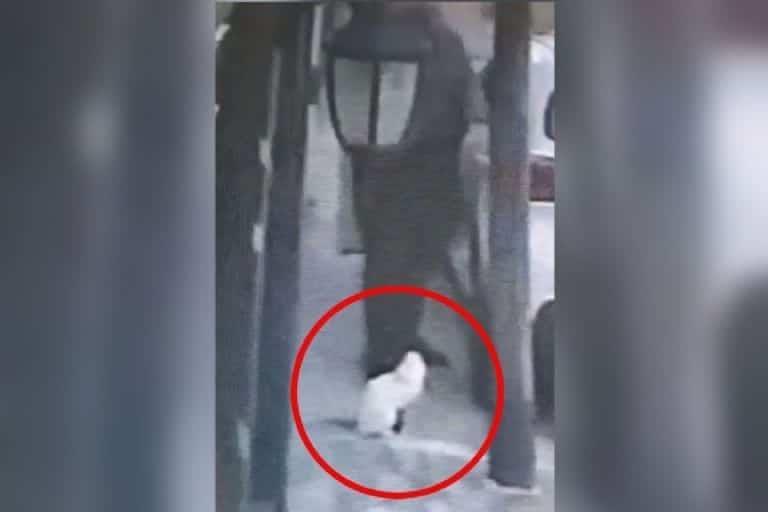 Se viraliza caso de maltrato animal; Un hombre le disparó a un gato en plena calle en el EdoMex (+Video)