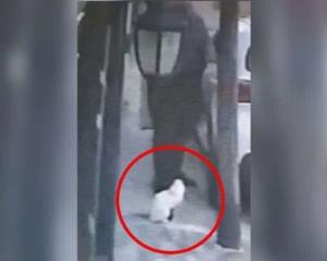 Se viraliza caso de maltrato animal; Un hombre le disparó a un gato en plena calle en el EdoMex (+Video)