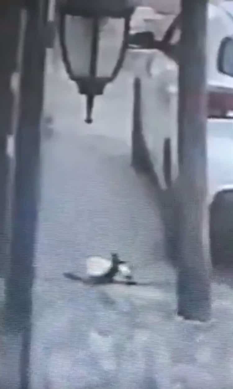 Tlalnepantla: Hombre mata a un gato de un disparo a la cabeza