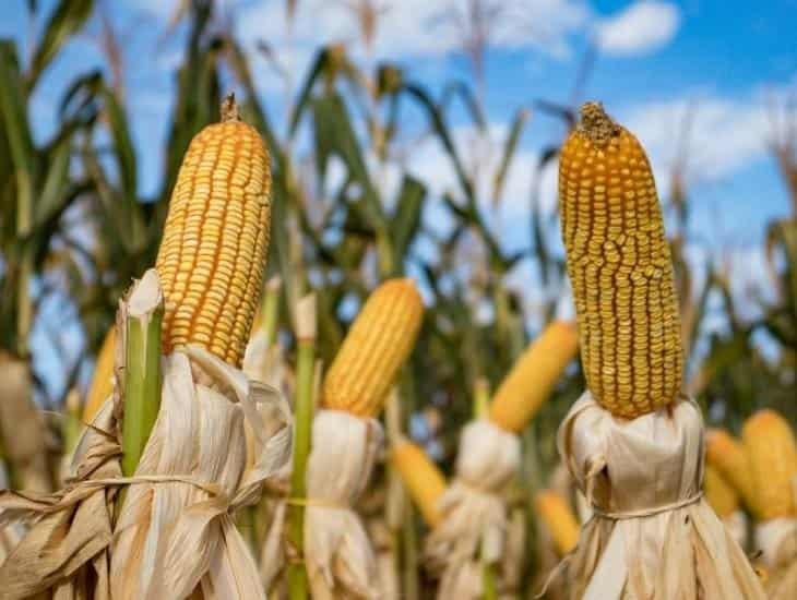 Prohibición del maíz transgénico trae diferendo con EU