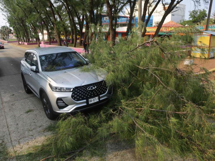 Rama de pino cayó encima de camioneta en Coatzacoalcos