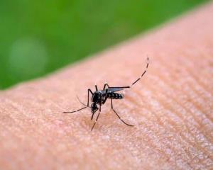 IMSS exhorta a la población a reforzar medidas contra el dengue, chikungunya y zika