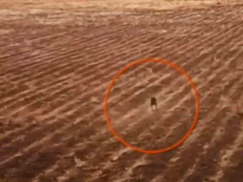 Extraña criatura fue captada por un dron en cultivos de Bolivia