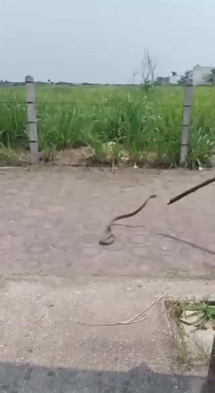 Encuentran serpiente en Los Almendros  ¡Asustó a los vecinos! (+Video)