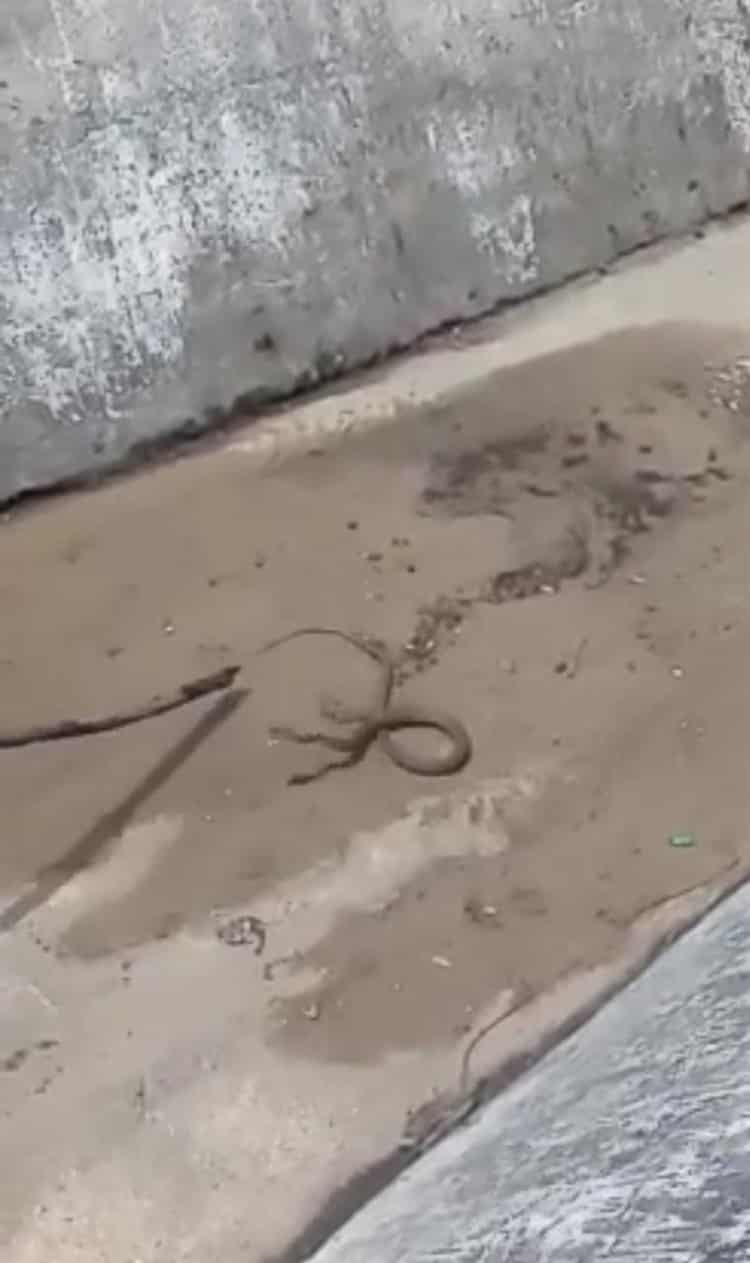 Encuentran serpiente en Los Almendros  ¡Asustó a los vecinos! (+Video)