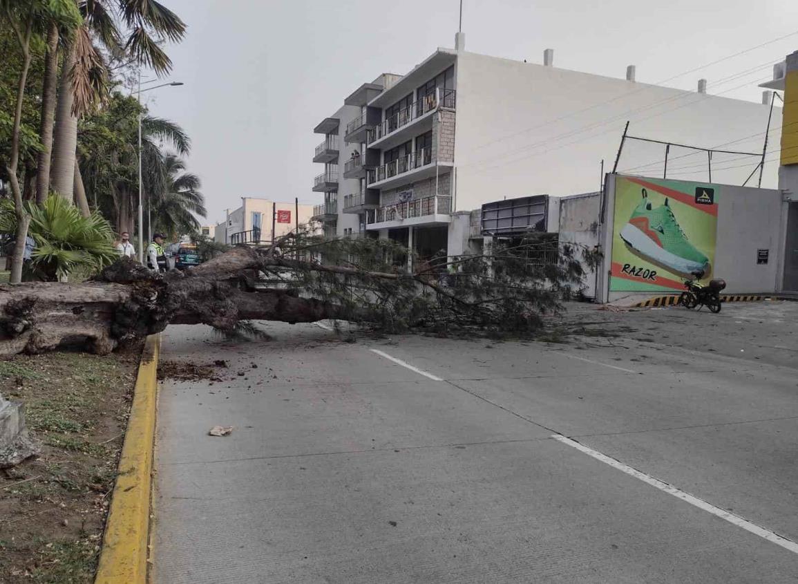 Caos vial en avenida Salvador Díaz Mirón por caída de árbol (+Video)