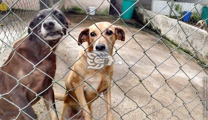 Hasta 15 denuncias diarias por maltrato animal en Coatzacoalcos