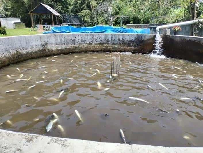 Agroquímicos estaría causando mortandad de peces en zona que manda agua a Xalapa