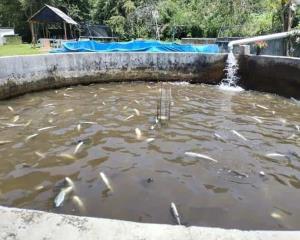 Agroquímicos estaría causando mortandad de peces en zona que manda agua a Xalapa