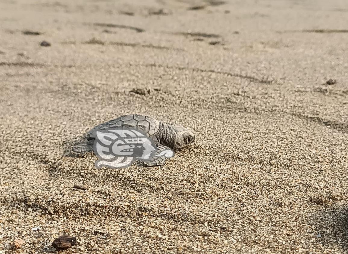 ¡Nidos de tortugas en peligro! No ingresar autos a playas de Coatzacoalcos