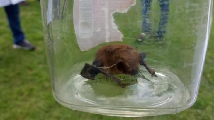 Un hombre fue  mordido por un murciélago y le detectan rabia